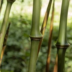 Chimonobambusa tumidissinoda Macrophylla