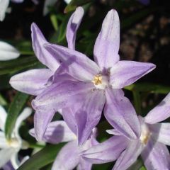 Gloria de la nieve - Chionodoxa forbesii Violet Beauty