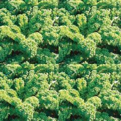 Col crespa sabellica vert demi-nain