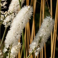Actaea matsumurae White Pearl