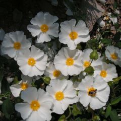 Jara blanca - Cistus corbariensis