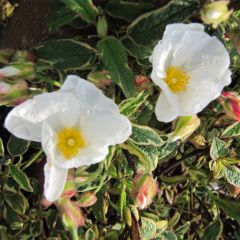 Jara blanca - Cistus corbariensis Rospico