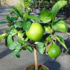 Pomelo - Citrus paradisi