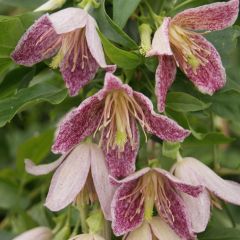 Clematis Advent Bells