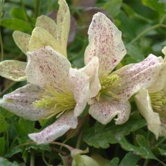 Clematis cirrhosa Winter Parasol - Aján