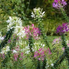 Flor araña - Cleome hassleriana Colour Fountain Mix