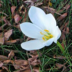 Colchicum speciosum Album
