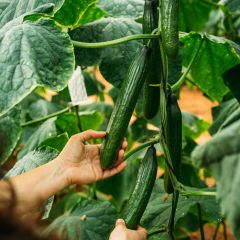 Pepino Vert long maraîcher (semillas)