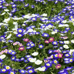 Convolvulus tricolor - Don diego de día