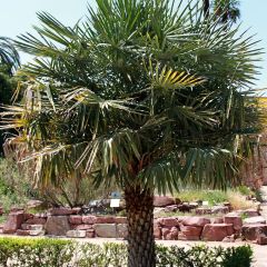 Copernicia alba - Caranday