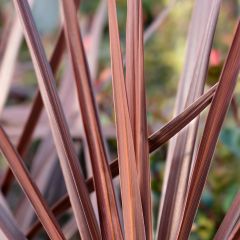 Cordiline Red Star- Cordyline australis