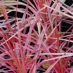 Cordiline Southern Splendour- Cordyline australis