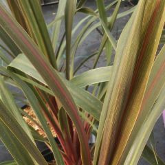 Cordiline Sundance- Cordyline australis