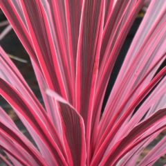 Cordiline Sunrise- Cordyline australis