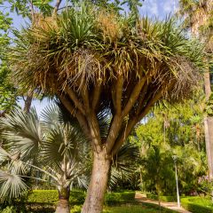 Cordiline - Cordyline australis