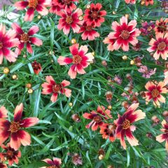 Coreopsis Desert Coral