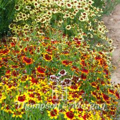 Coreopsis Incredible Dwarf Mix