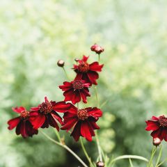 Coreopsis rosea Limerock ruby