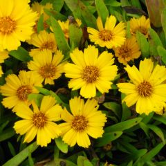 Coreopsis lanceolata Goldfink