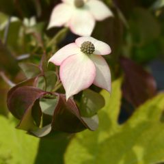 Cornus kousa Cappuccino