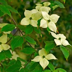 Cornus kousa China Girl