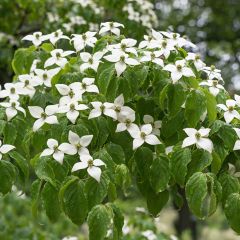 Cornus kousa Chinensis