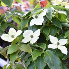 Cornus kousa Teutonia