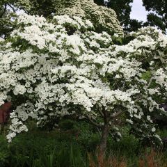 Cornus Venus