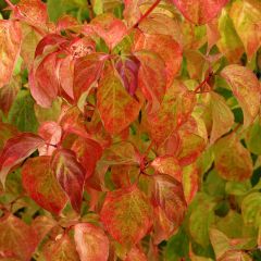Cornus sanguinea Magic Flame - Cornejo rojo