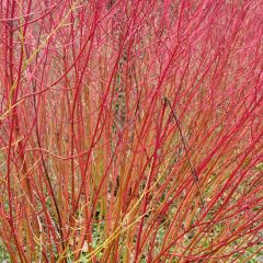 Cornus sanguinea Mid Winter Fire - Cornejo rojo