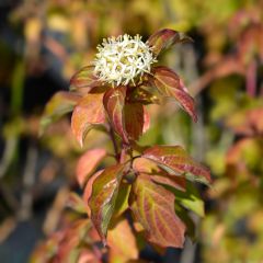 Cornus sanguinea Winter Beauty - Cornejo rojo