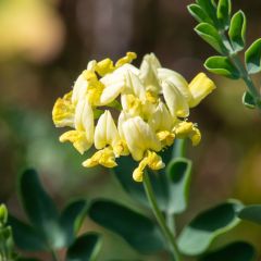 Coronilla valentina subsp. glauca Citrina