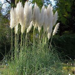 Cortaderia selloana - Plumero