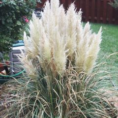 Cortaderia selloana Pumila