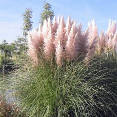Cortaderia selloana Rosea
