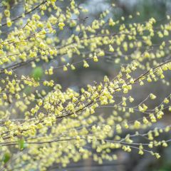 Corylopsis pauciflora - Avellano de Japón