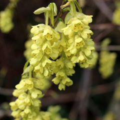 Corylopsis spicata - Avellano de invierno