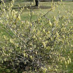 Corylopsis Spring Purple - Avellano