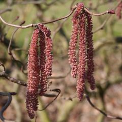 Corylus avellana Red Majestic - Avellana
