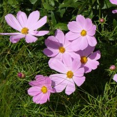 Cosmos bipinnatus Sonata Rose