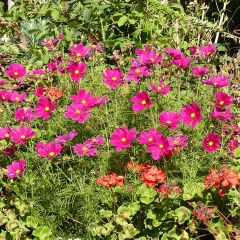 Cosmos bipinnatus Sonata Carmine