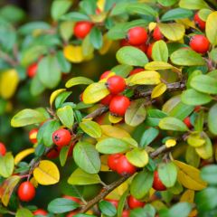 Cotoneaster dammeri Eichholz