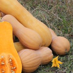 Calabacita amarilla Waltham Butternut