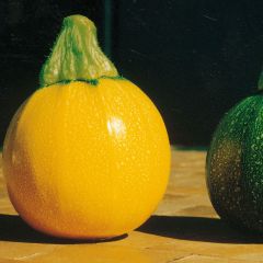 Calabacín Jaune One Ball