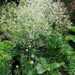 Crambe cordifolia