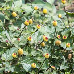 Jambú - Spilanthes oleracea