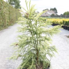 Sugi Sekkan Sugi - Cryptomeria japonica