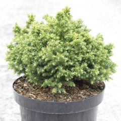 Sugi Vilmoriniana - Cryptomeria japonica