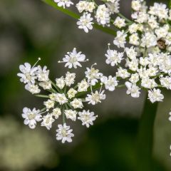 Comino - Cuminum cyminum