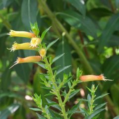 Cuphea micropetala - Cufea